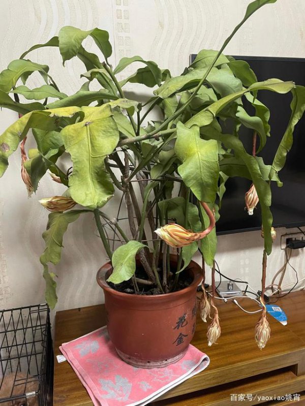 昙花花谢后怎么处理