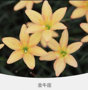 属牛的养什么花好 牛年适合养什么花？