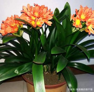 属狗的养什么花好 养狗的最佳花卉选择
适合狗主人养的花卉