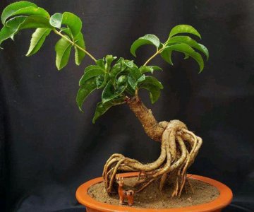 桂花用深盆还是浅盆好 桂花适合深盆还是浅盆更好？