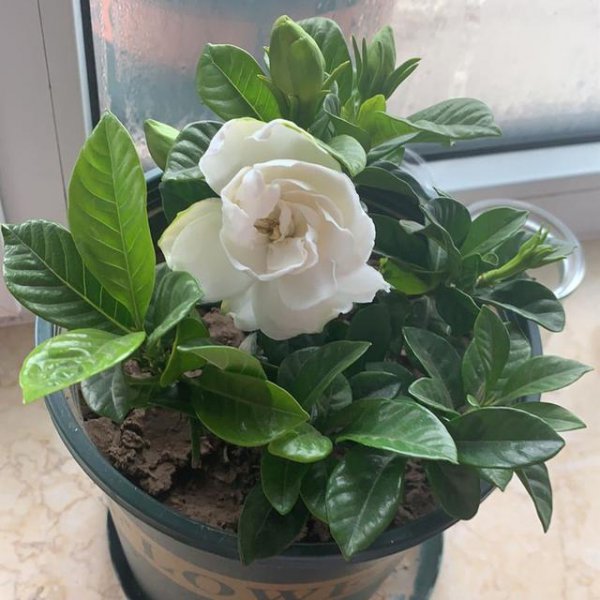 栀子花能晒太阳吗