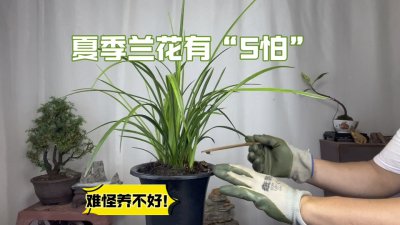 兰花好养吗怎么养 兰花易养吗养护技巧