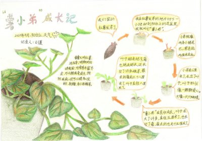 红薯怎么发芽 红薯如何发芽
红薯的发芽方法
