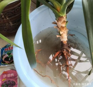 龙须叶子发蔫原因及补救方法 龙须叶子萎蔫的原因与解决方法