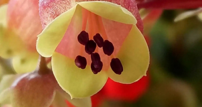 宫灯为什么不开花 为什么宫灯不开花？
宫灯为何无花开？