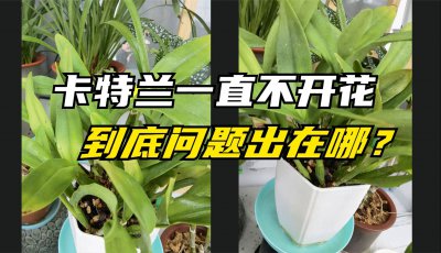 卡特兰为什么不开花 为何卡特兰不开花？