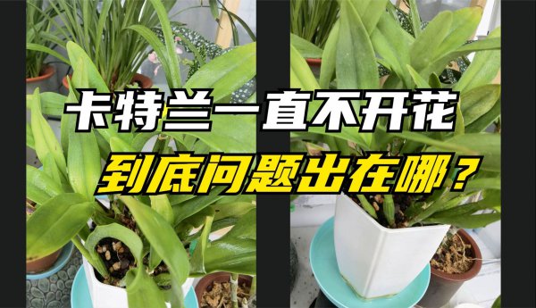 卡特兰为什么不开花