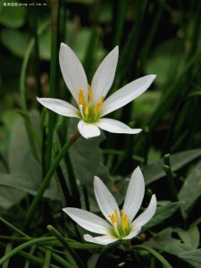 韭菜莲为什么不开花 为什么韭菜莲不开花？