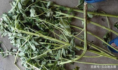 芝麻为什么不开花 为什么芝麻不开花？
芝麻为何不开花？