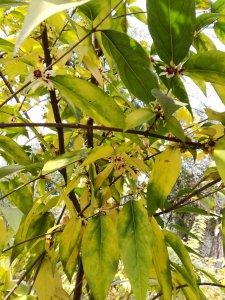 红梅为什么不开花 红梅为何不开花？