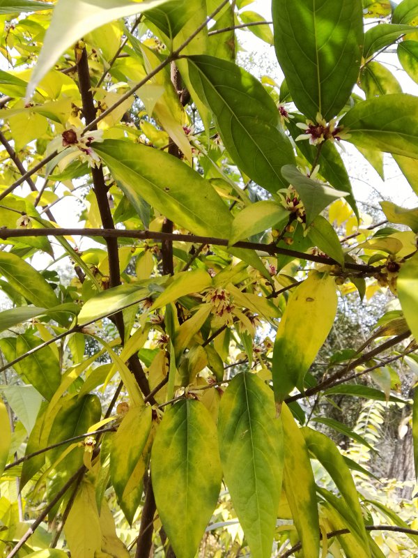 红梅为什么不开花
