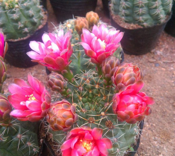 绯花玉为什么不开花