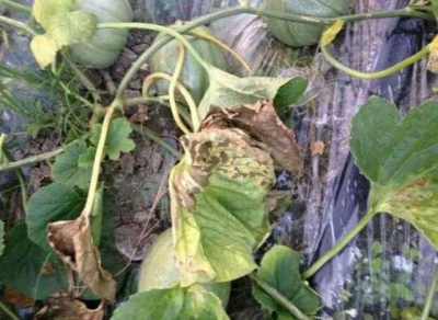 葫芦落果是什么原因造成的 为什么葫芦会掉落果实？