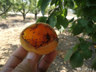 杏树落果是什么原因造成的 杏树果实掉落的原因是什么？