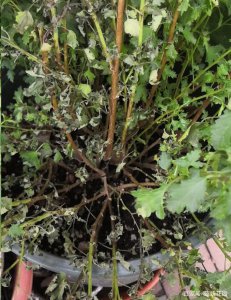 木槿不开花是什么原因 木槿为何不开花？