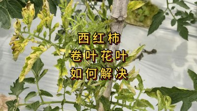 西红柿叶子卷边是什么原因及解决方法