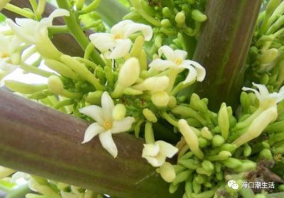 菠萝蜜催花时间和方法 促进菠萝蜜开花的时间和方法