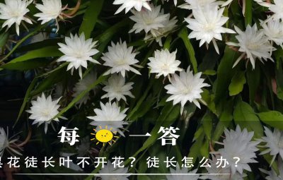 昙花光长叶子不开花原因及处理方法