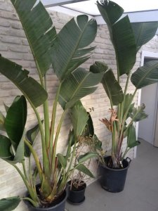 天堂鸟光长叶子不开花原因及处理方法