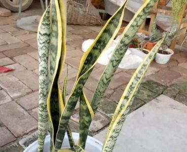 虎皮兰叶子发软下垂原因与补救方法