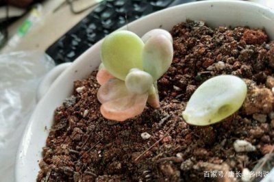 桃蛋叶子发软下垂原因与补救方法 桃树叶子软化下垂的原因及处理方法