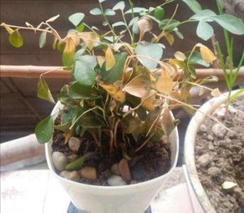 九里香不开花怎么回事 九里香为何未开花？