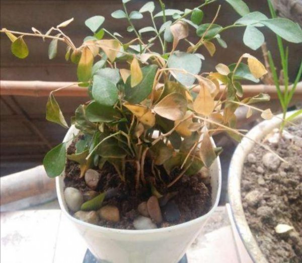 九里香不开花怎么回事