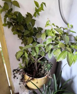 茉莉花冬天落叶吗 茉莉花在冬天会脱落叶吗？