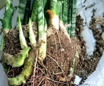 虎皮兰没根能活吗 虎皮兰是否可以在没有根的情况下存活？