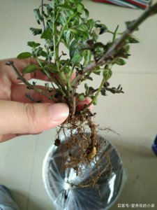 薄荷没根能活吗 薄荷没有根能生长吗？