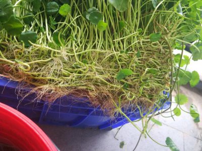 铜钱草没根能活吗 铜钱草无根存活可能吗？