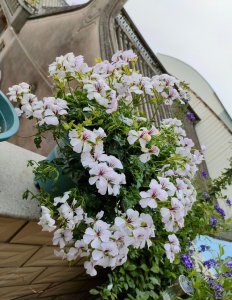 天竺葵可以在室内养吗 天竺葵适合室内种植吗？