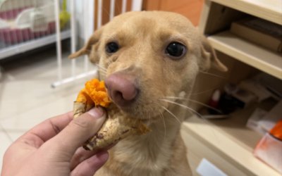 狗狗可以吃番薯吗 狗狗可以食用地瓜吗？