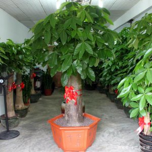 店铺门口放什么植物招财 店铺门口种什么植物能招财？