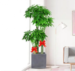办公室植物风水摆放位置 办公室植物的风水布局