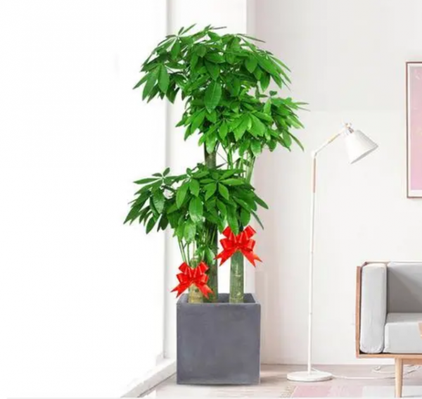 办公室植物风水摆放位置
