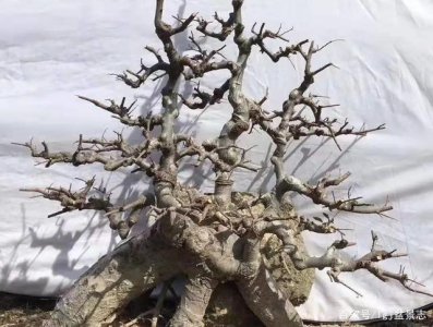 砍榆树有什么不吉利的 砍榆树为何不祥？