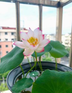 荷花适合在家里养吗 家庭环境适合养荷花吗？