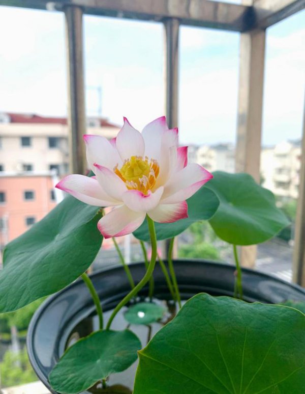 荷花适合在家里养吗
