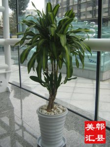 巴西铁的风水禁忌及作用 巴西铁的风水忌讳和功用