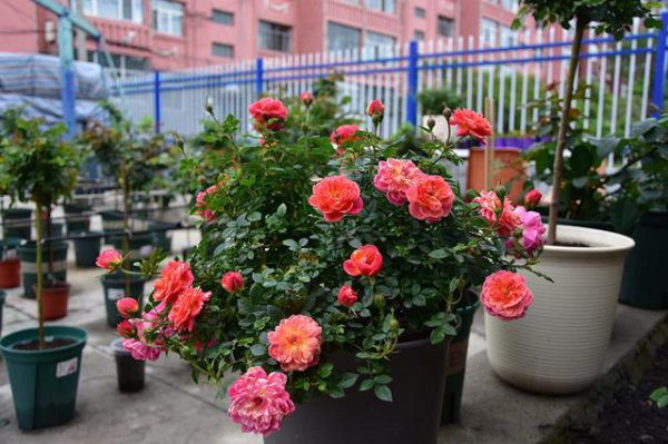 家里种月季花吉利吗