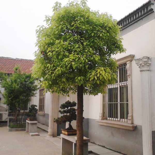 院子西边种什么树风水好