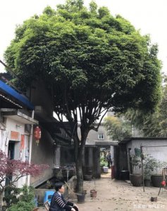 大门前种什么树风水好 门前适合种什么树风水好
