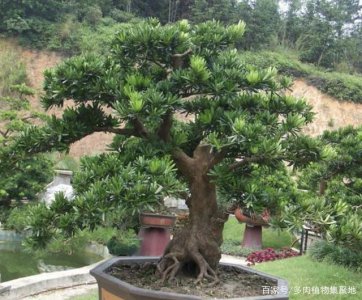 房屋前种什么树风水好 选择适合房屋前种植的树种招财纳福
