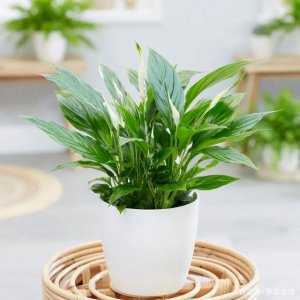 卫生间养什么植物好风水 卫生间适合种什么植物提升风水效果？