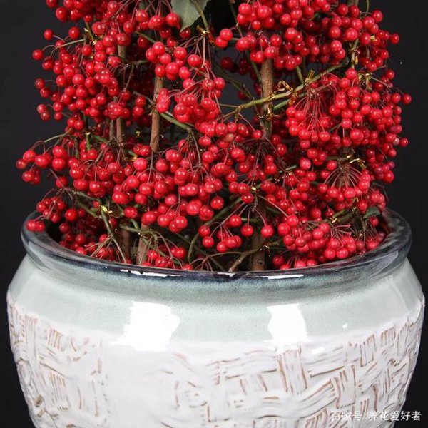 属鼠养什么植物旺财运