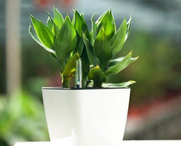 属鸡养什么植物旺财运 养鸡开运适合属鸡的植物选择