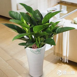 办公室适合放什么花风水好