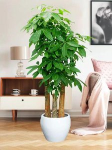 客厅放什么植物招财好运又好养 客厅摆什么植物既招财又好养？