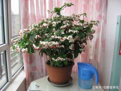 家里养龙吐珠风水好吗 家中养龙吐珠是否对风水有益？